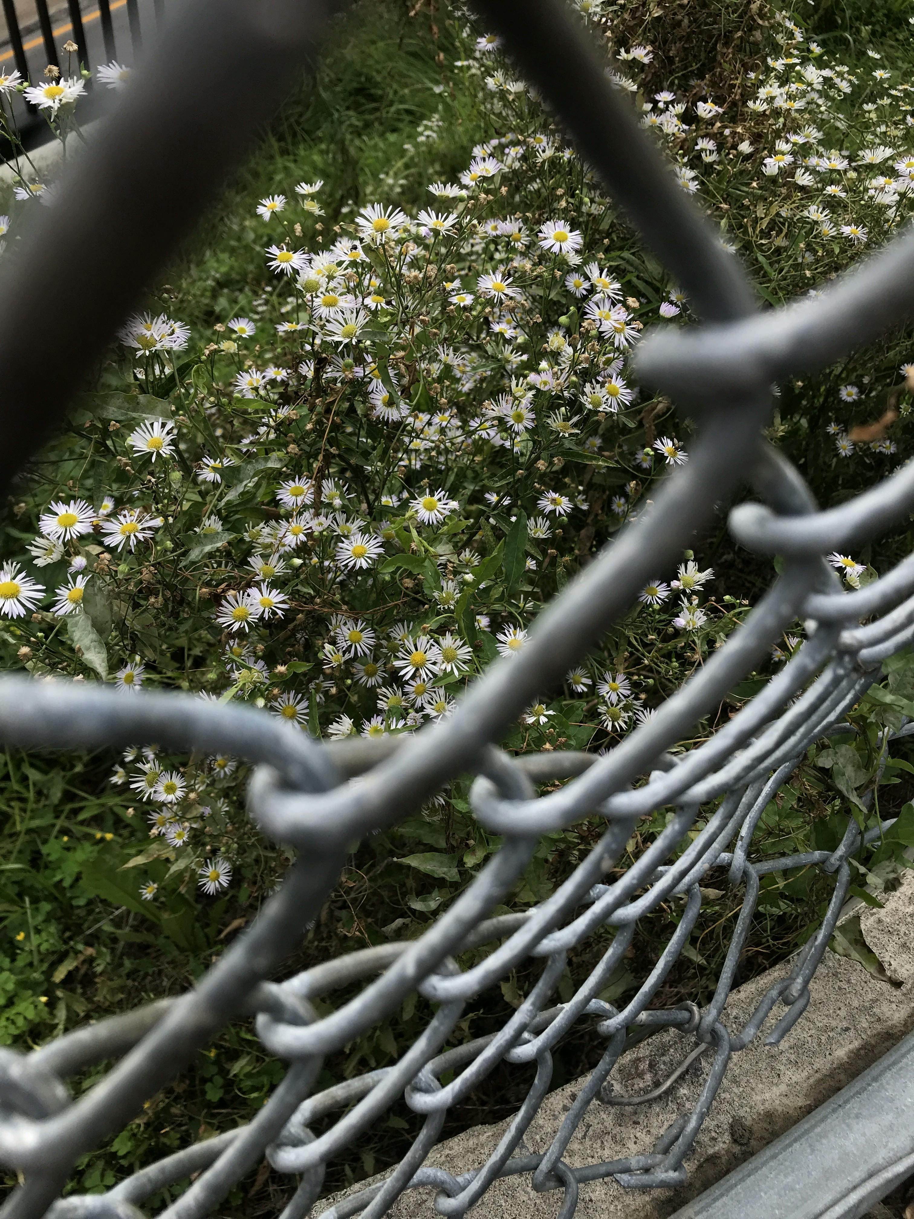 close up of chainlink fence with erigreon annuus blooms growing behind it